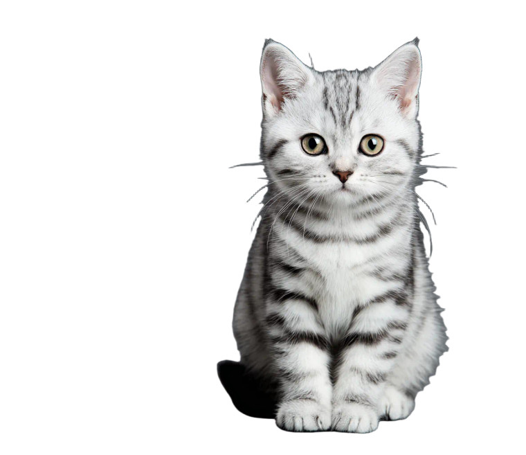 Silver Kitten V2 Vinyl Car Decal Sticker – Waterproof & UV-Resistant 3.4133333333333336"