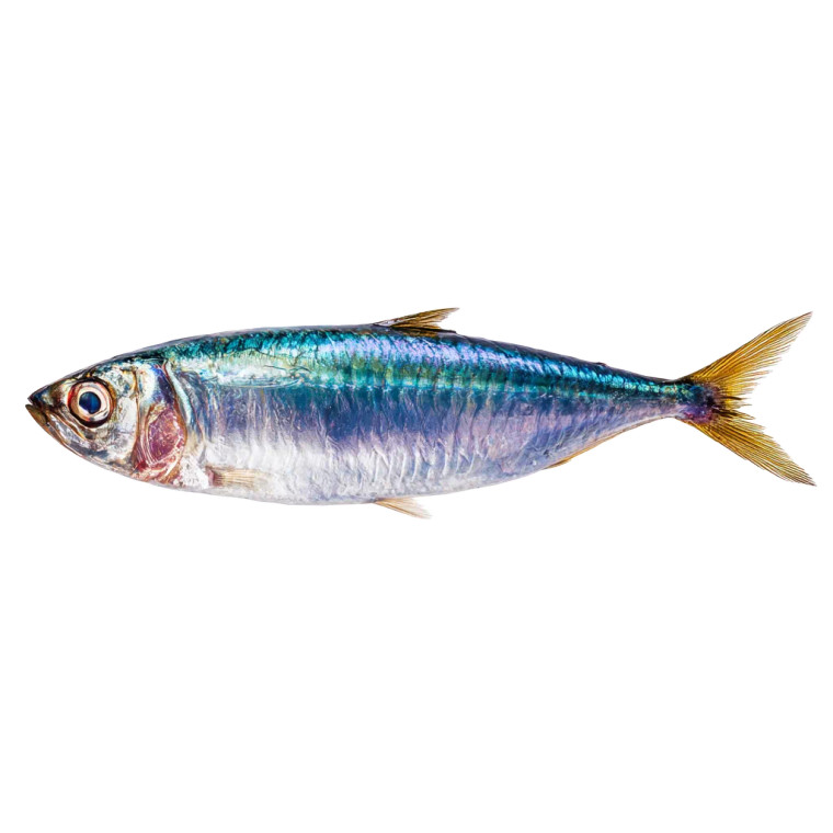 Sardine Fish Vinyl Car Decal Sticker – Waterproof & UV-Resistant 3.4133333333333336" Sardine Fish Vinyl Car Decal Sticker – Waterproof & UV-Resistant 3.4133333333333336"