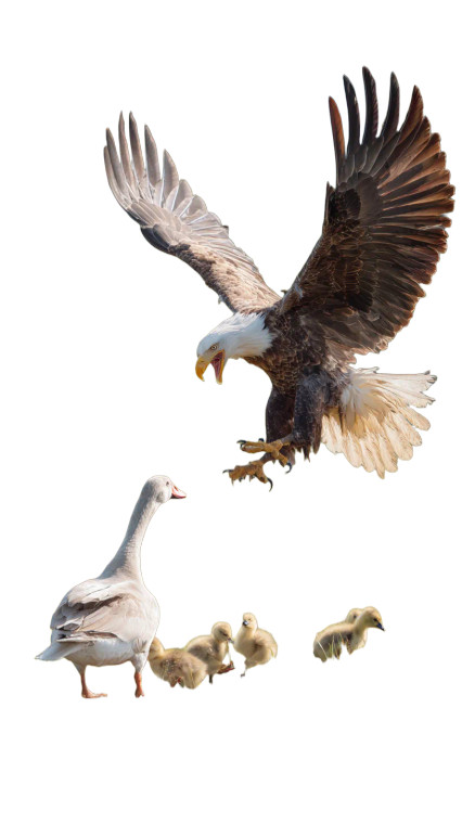 Mother Goose Defense Vinyl Car Decal Sticker – Waterproof & UV-Resistant 9.706666666666667"