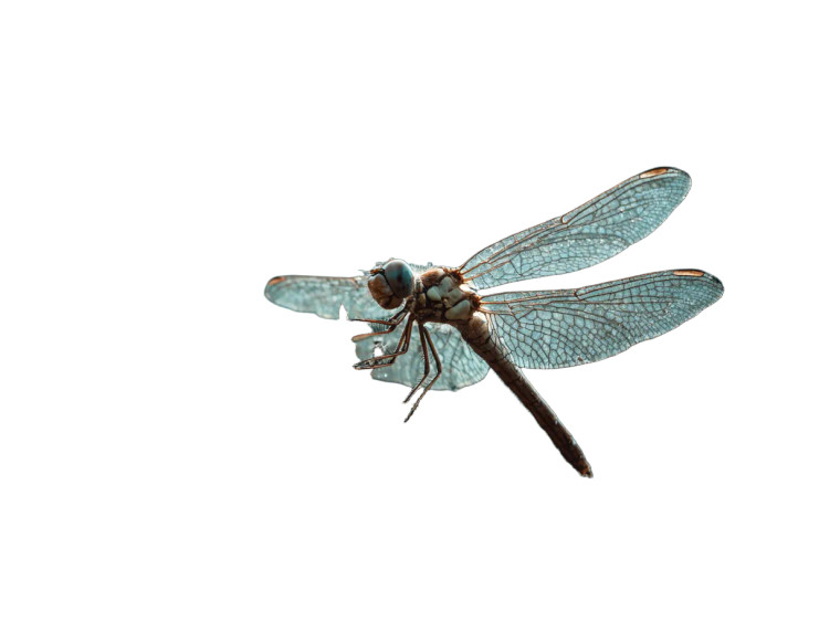 Dragonfly Perched Vinyl Car Decal Sticker – Waterproof & UV-Resistant 3.0933333333333333"