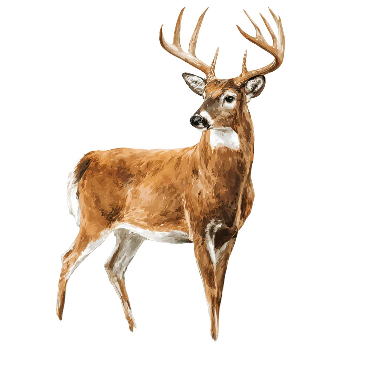 Clipart Deer Vinyl Car Decal Sticker – Waterproof & UV-Resistant 6.826666666666667"