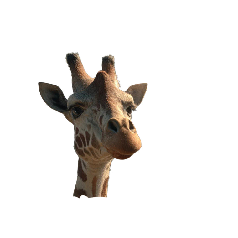 Curious Giraffe Campsite Vinyl Car Decal Sticker – Waterproof & UV-Resistant 3.4133333333333336"