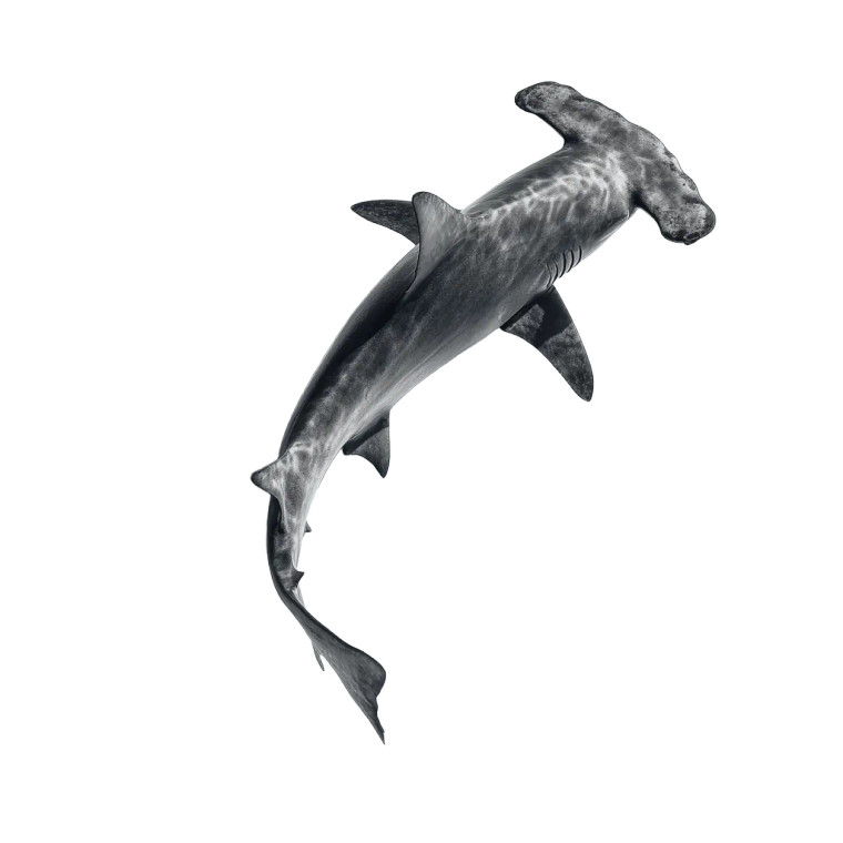 Hammerhead Shark Swimming Vinyl Car Decal Sticker – Waterproof & UV-Resistant 3.4133333333333336"