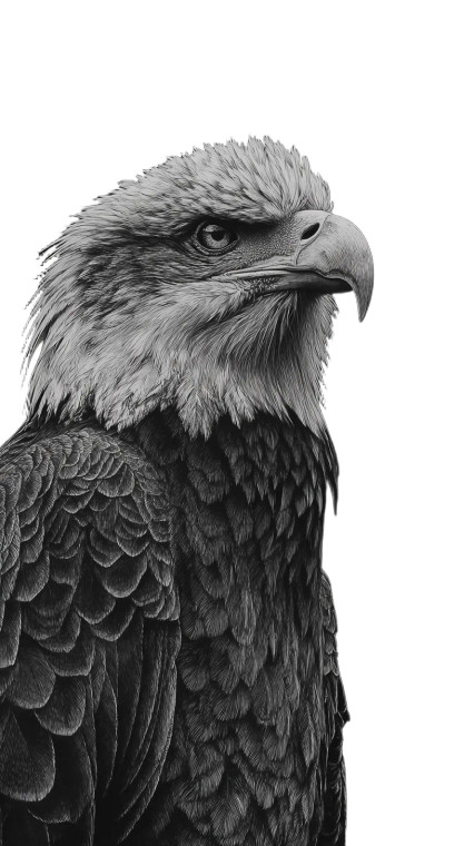 Bald Eagle Portrait V4 Vinyl Car Decal Sticker – Waterproof & UV-Resistant 4.8533333333333335"