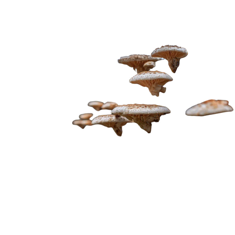 Shiitake Mushrooms Vinyl Car Decal Sticker – Waterproof & UV-Resistant 6.826666666666667"