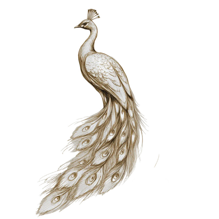 Luxury Peacock Sketch Vinyl Car Decal Sticker – Waterproof & UV-Resistant 6.826666666666667"