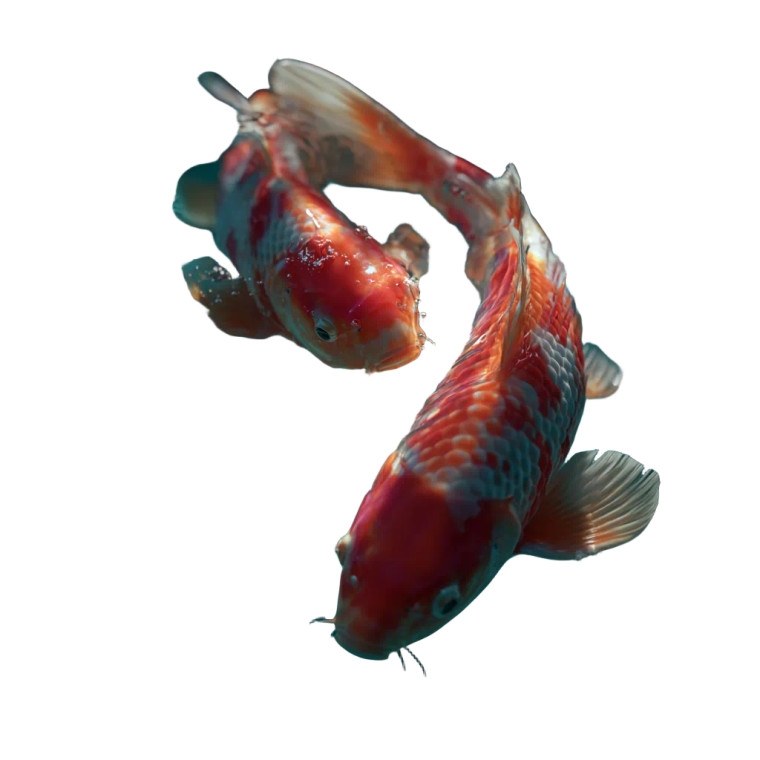 Vibrant Koi Fish V5 Vinyl Car Decal Sticker – Waterproof & UV-Resistant 6.826666666666667"