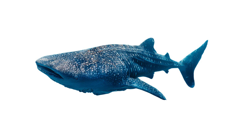 Big Whale Shark Vinyl Car Decal Sticker – Waterproof & UV-Resistant 5.4