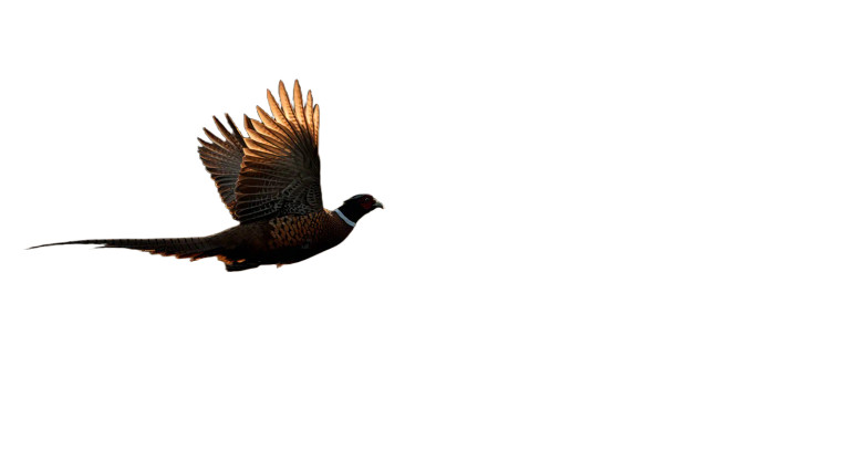 Flying Pheasant Sunrise Vinyl Car Decal Sticker – Waterproof & UV-Resistant 5.4