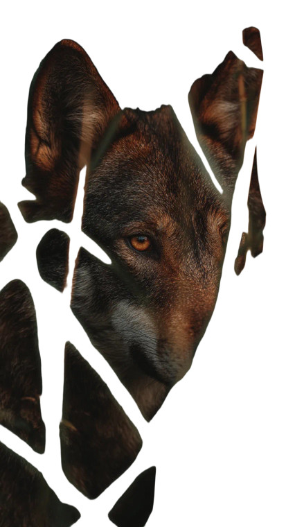 Hidden Wolf Vinyl Car Decal Sticker – Waterproof & UV-Resistant 4.8533333333333335"
