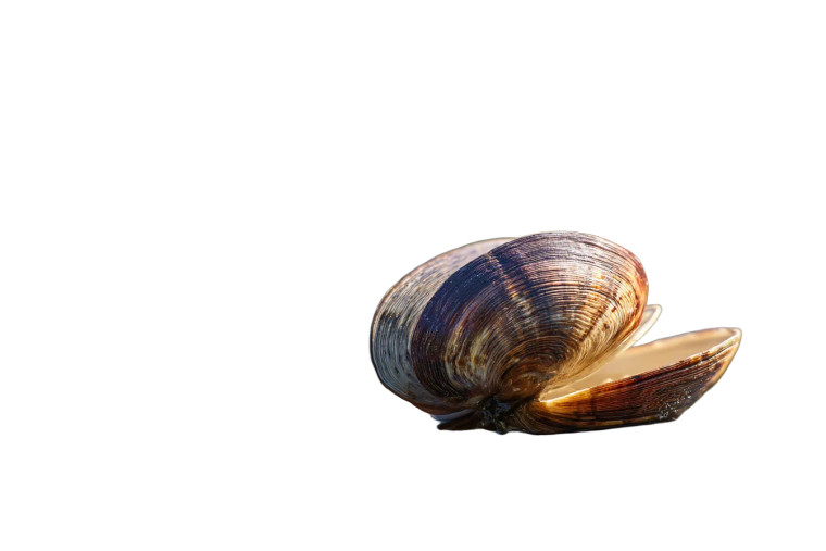 Clam Vinyl Car Decal Sticker – Waterproof & UV-Resistant 2.986666666666667"