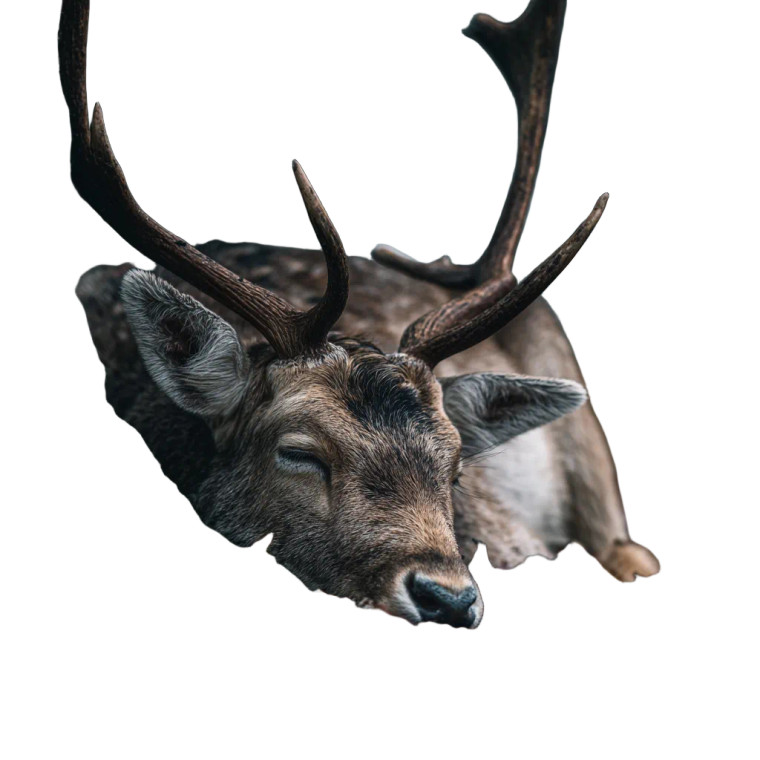 Sleeping Deer V2 Vinyl Car Decal Sticker – Waterproof & UV-Resistant 3.4133333333333336"