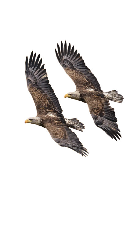 Huge Eagles Fleeing Vinyl Car Decal Sticker – Waterproof & UV-Resistant 9.706666666666667"