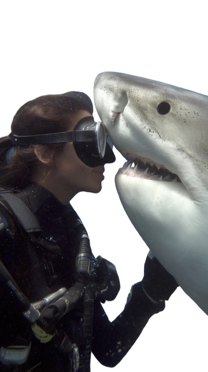 Diver Hugs Shark Vinyl Car Decal Sticker – Waterproof & UV-Resistant 4.8533333333333335"
