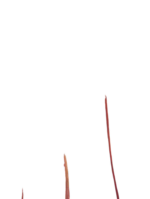 Whimsical Flower Party Vinyl Car Decal Sticker – Waterproof & UV-Resistant 4.1066666666666665"