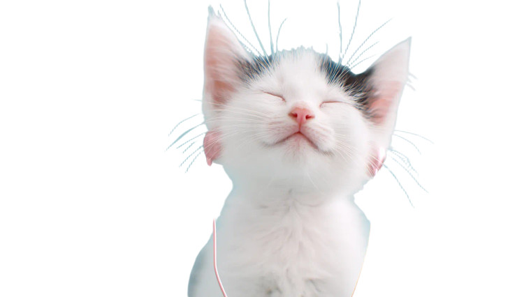 Blissful Kitten Listening Vinyl Car Decal Sticker – Waterproof & UV-Resistant 5.4