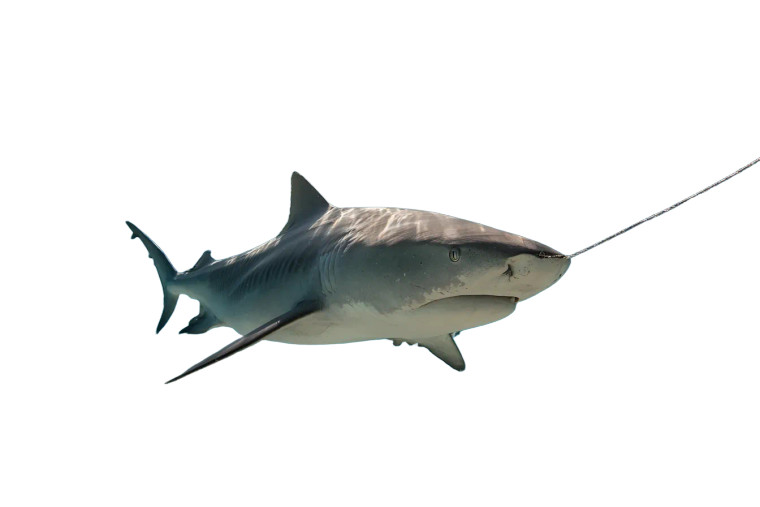Bull Shark Tugging Vinyl Car Decal Sticker – Waterproof & UV-Resistant 2.986666666666667"