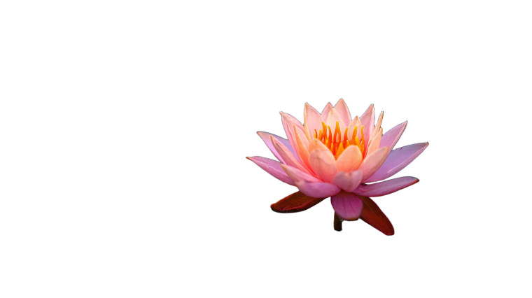 Glowing Lotus Pond Vinyl Car Decal Sticker – Waterproof & UV-Resistant 2.72"