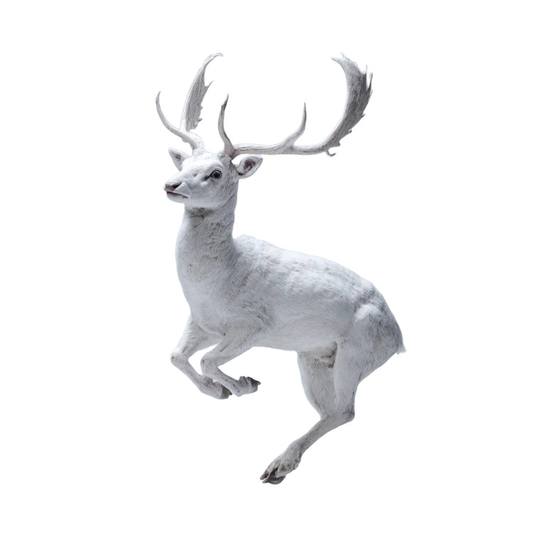 White Magic Deer Vinyl Car Decal Sticker – Waterproof & UV-Resistant 3.4133333333333336"