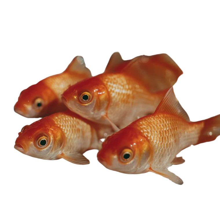 Golden Goldfish Vinyl Car Decal Sticker – Waterproof & UV-Resistant 3.4133333333333336" Golden Goldfish Vinyl Car Decal Sticker – Waterproof & UV-Resistant 3.4133333333333336"