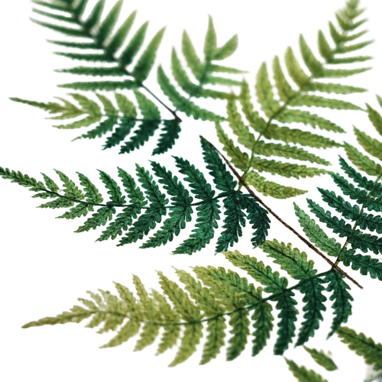 Fern Fronds Sketch Vinyl Car Decal Sticker – Waterproof & UV-Resistant 3.4133333333333336"