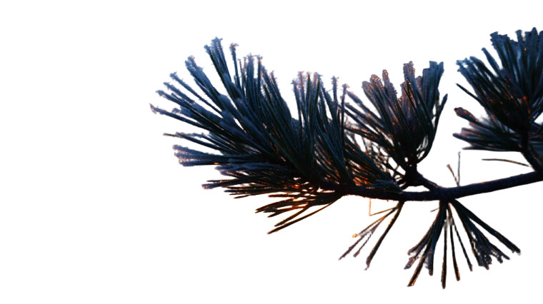 Pine Tree Silhouette V2 Vinyl Car Decal Sticker – Waterproof & UV-Resistant 5.4