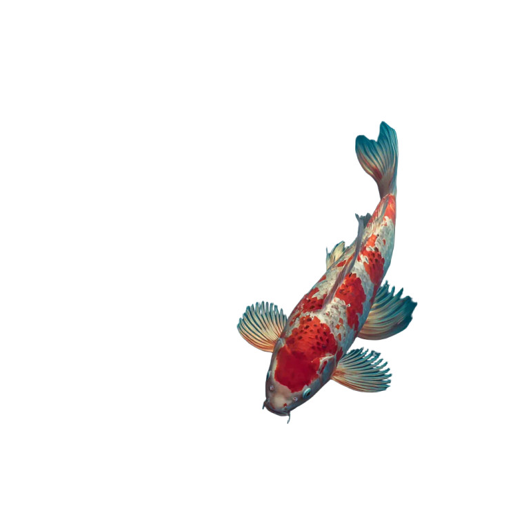 Submerged Koi Fish Vinyl Car Decal Sticker – Waterproof & UV-Resistant 6.826666666666667"