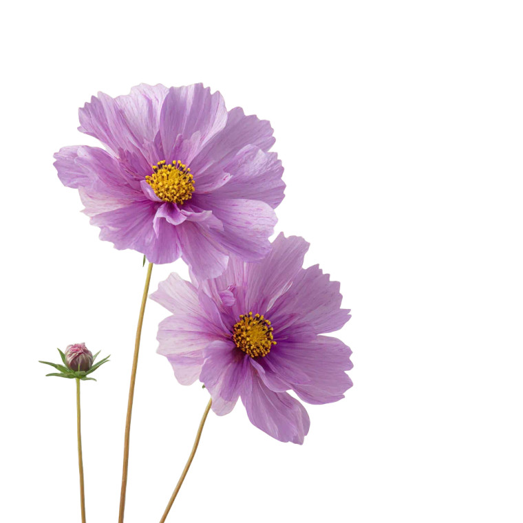 Purple Cosmos Flowers Vinyl Car Decal Sticker – Waterproof & UV-Resistant 6.826666666666667"