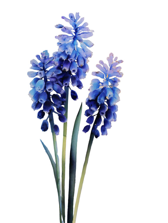 Grape Hyacinth Flowers Vinyl Car Decal Sticker – Waterproof & UV-Resistant 4.1066666666666665"