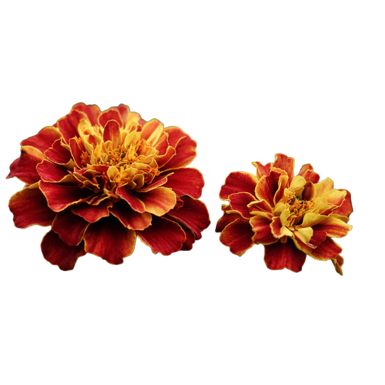 Marigolds Hd Vinyl Car Decal Sticker – Waterproof & UV-Resistant 3.4133333333333336"