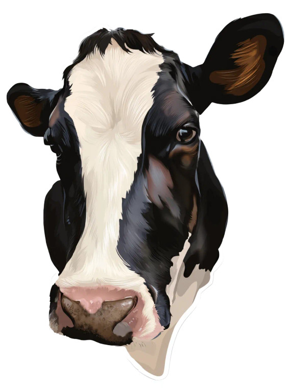 Cow Portrait V2 Vinyl Car Decal Sticker – Waterproof & UV-Resistant 8.213333333333333"
