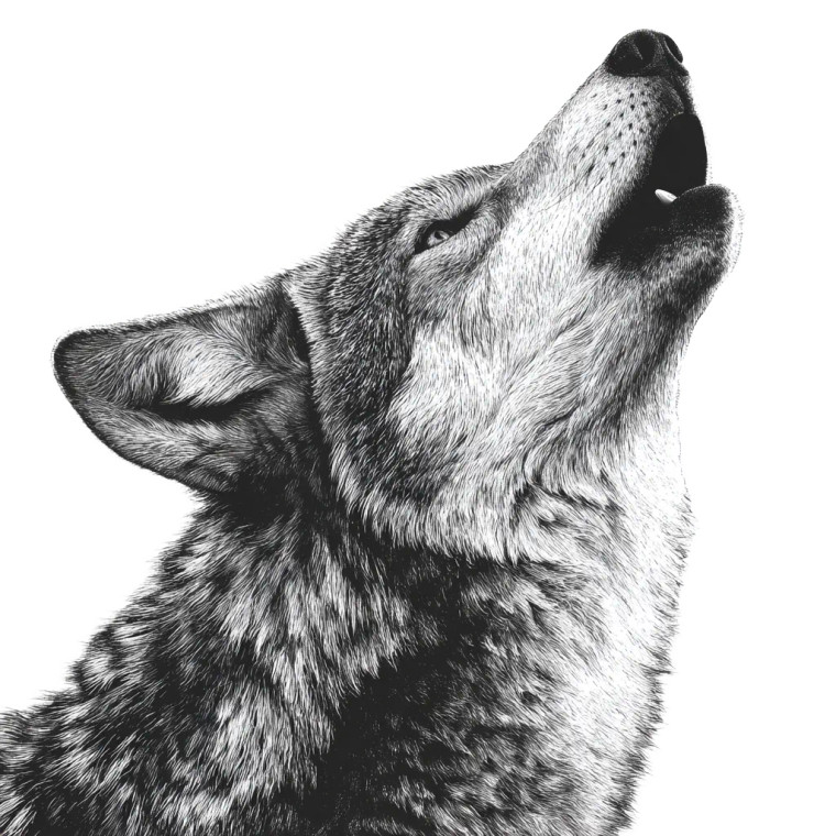 Howling Coyote V2 Vinyl Car Decal Sticker – Waterproof & UV-Resistant 6.826666666666667"