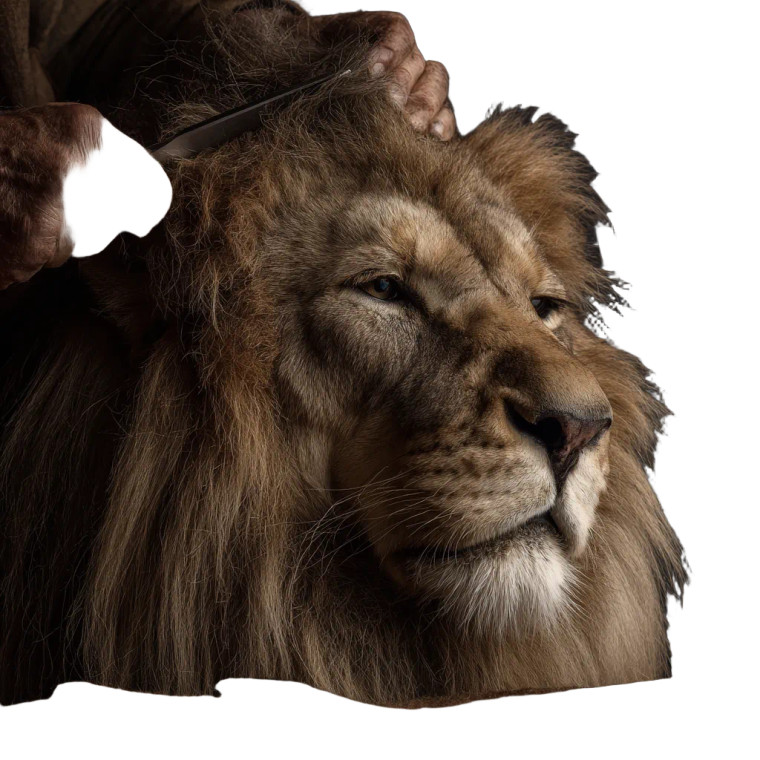 Lion Hair Styling Vinyl Car Decal Sticker – Waterproof & UV-Resistant 3.4133333333333336"