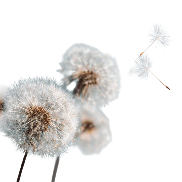 Flying Dandelions Vinyl Car Decal Sticker – Waterproof & UV-Resistant 3.4133333333333336"