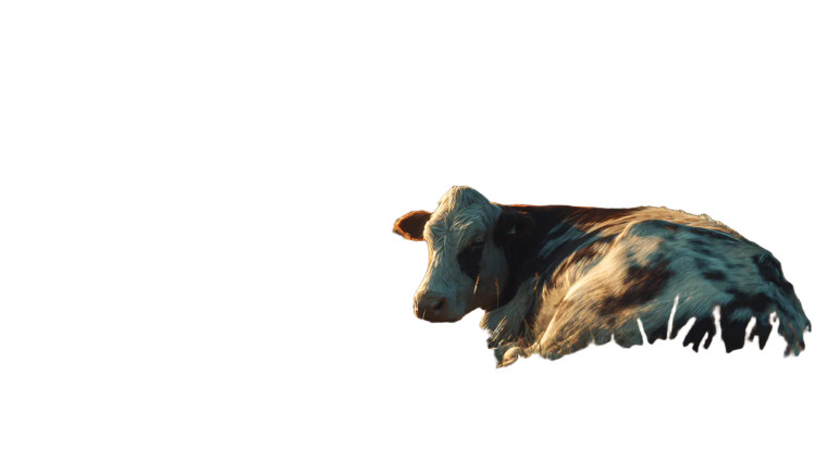 Grazing European Cows Vinyl Car Decal Sticker – Waterproof & UV-Resistant 2.72"