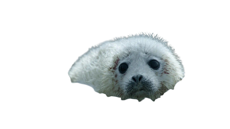 Newborn Harp Seal Vinyl Car Decal Sticker – Waterproof & UV-Resistant 5.4