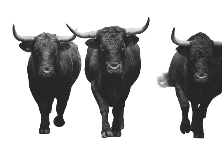 Bulls In Parade Vinyl Car Decal Sticker – Waterproof & UV-Resistant 2.986666666666667"