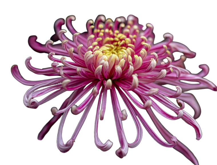 Dragon Claw Chrysanthemum Vinyl Car Decal Sticker – Waterproof & UV-Resistant 3.2"
