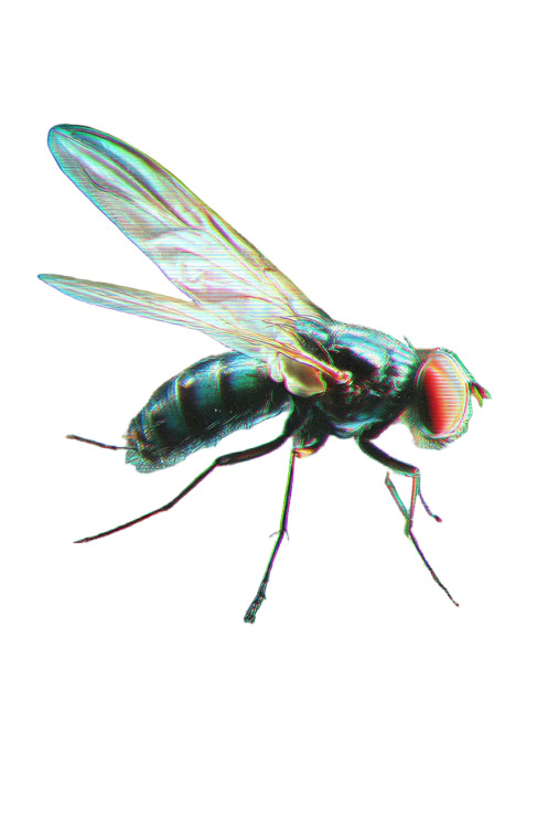 Horror Horse Fly Vinyl Car Decal Sticker – Waterproof & UV-Resistant 8.96"