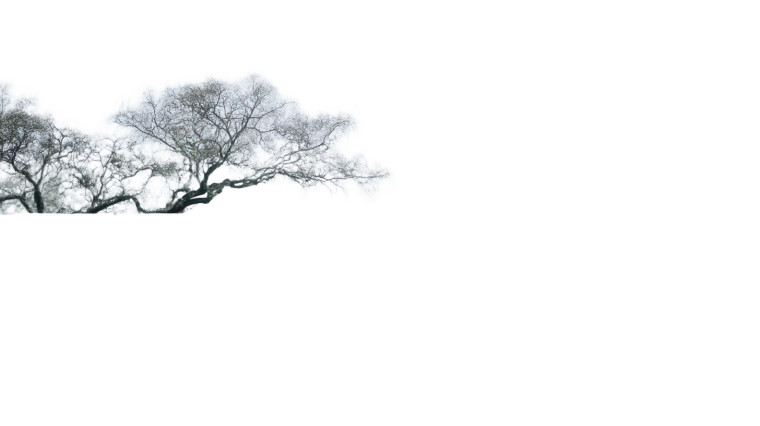 Ancient Tree Reflection Vinyl Car Decal Sticker – Waterproof & UV-Resistant 2.72"