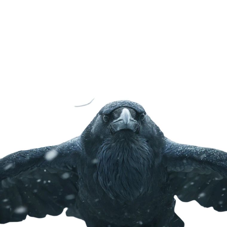 Realistic Raven Strike Vinyl Car Decal Sticker – Waterproof & UV-Resistant 3.4133333333333336"