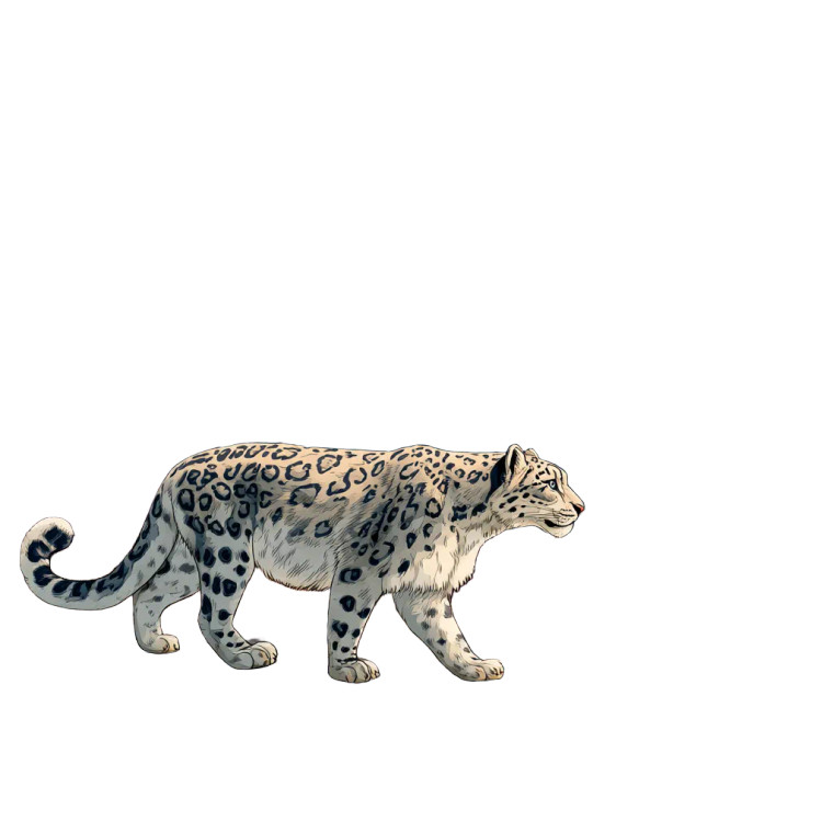 Snow Leopard Walk Vinyl Car Decal Sticker – Waterproof & UV-Resistant 6.826666666666667"