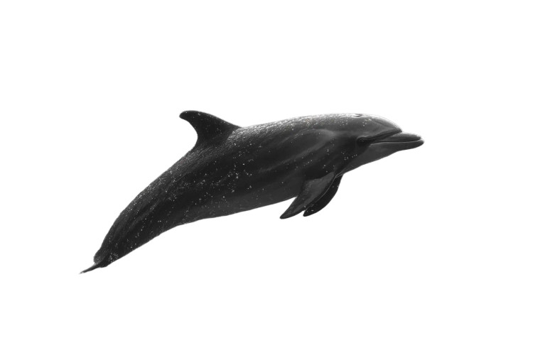 Leaping Dolphin V7 Vinyl Car Decal Sticker – Waterproof & UV-Resistant 5.97333333333333