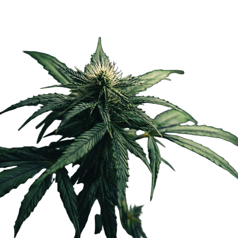 Dense Cannabis Plant Vinyl Car Decal Sticker – Waterproof & UV-Resistant 6.826666666666667"