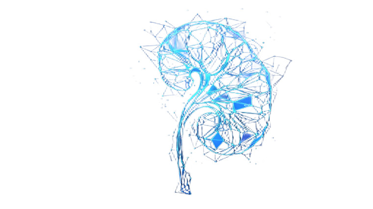 Glowing Wireframe Kidney Vinyl Car Decal Sticker – Waterproof & UV-Resistant 2.72"