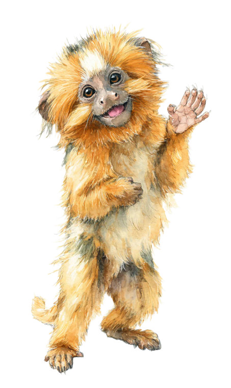 Baby Golden Tamarin Vinyl Car Decal Sticker – Waterproof & UV-Resistant 9.49333333333333