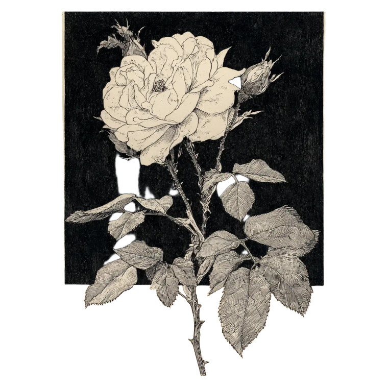 Vintage Botanical Rose Vinyl Car Decal Sticker – Waterproof & UV-Resistant 3.4133333333333336"