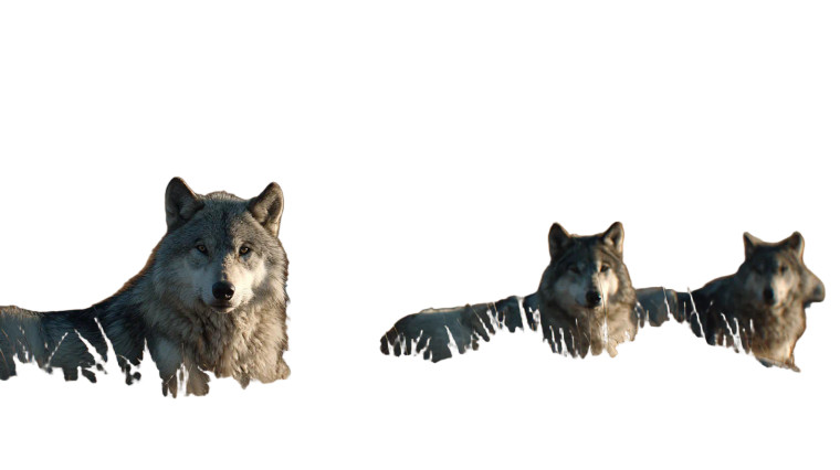 Mongolian Steppe Wolves Vinyl Car Decal Sticker – Waterproof & UV-Resistant 5.4