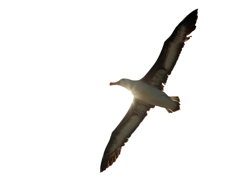 Albatross In Flight Vinyl Car Decal Sticker – Waterproof & UV-Resistant 3.0933333333333333"