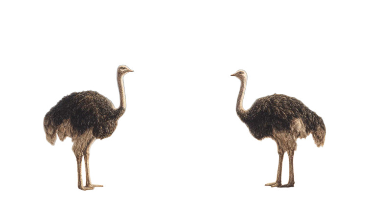African Ostriches Vinyl Car Decal Sticker – Waterproof & UV-Resistant 5.4